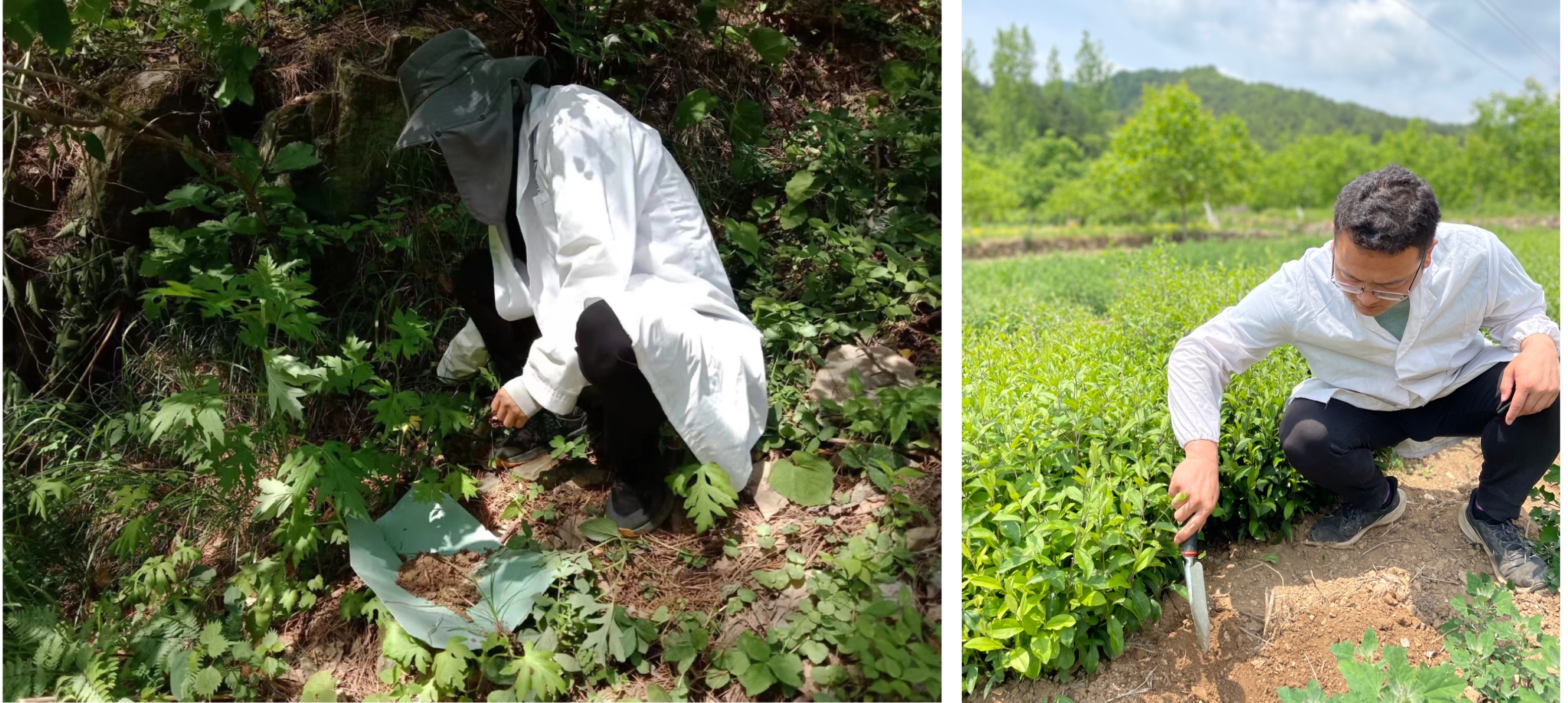 031654267871814148.jpeg caiyang .jpg