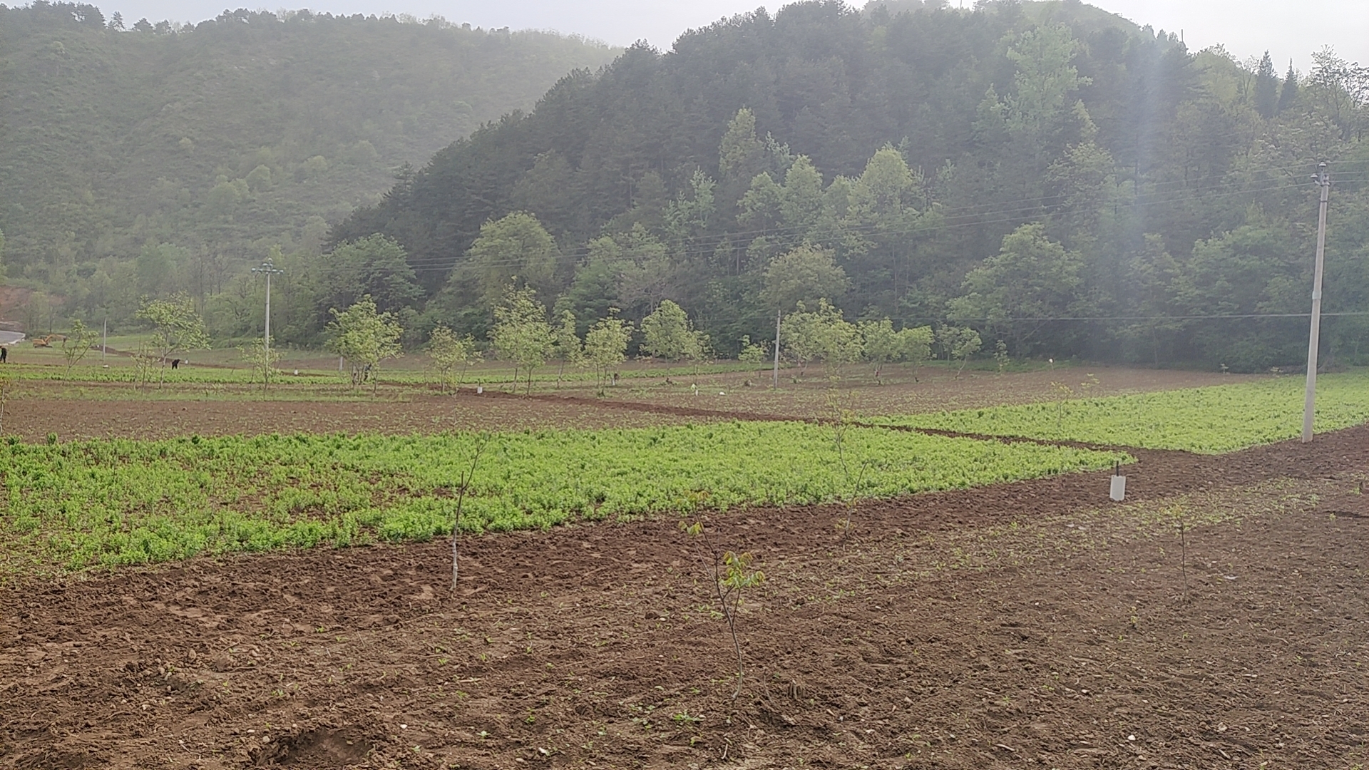 301714464933764355.jpg 洛南.jpg